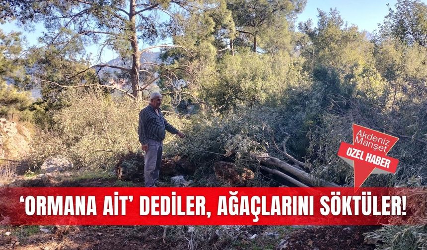 ‘Ormana ait’ dediler, ağaçlarını söktüler!