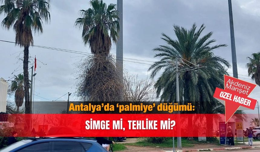 Antalya’da ‘palmiye’ düğümü: Simge mi, tehlike mi?