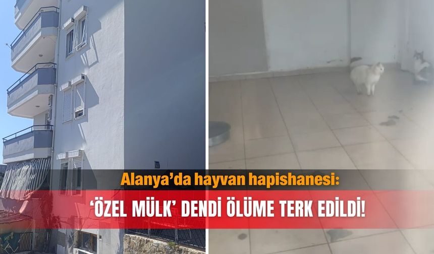 Alanya’da hayvan hapishanesi: ‘Özel Mülk’ dendi ölüme terk edildi!