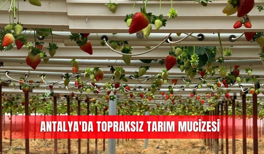 Antalya'da topraksız tarım mucizesi