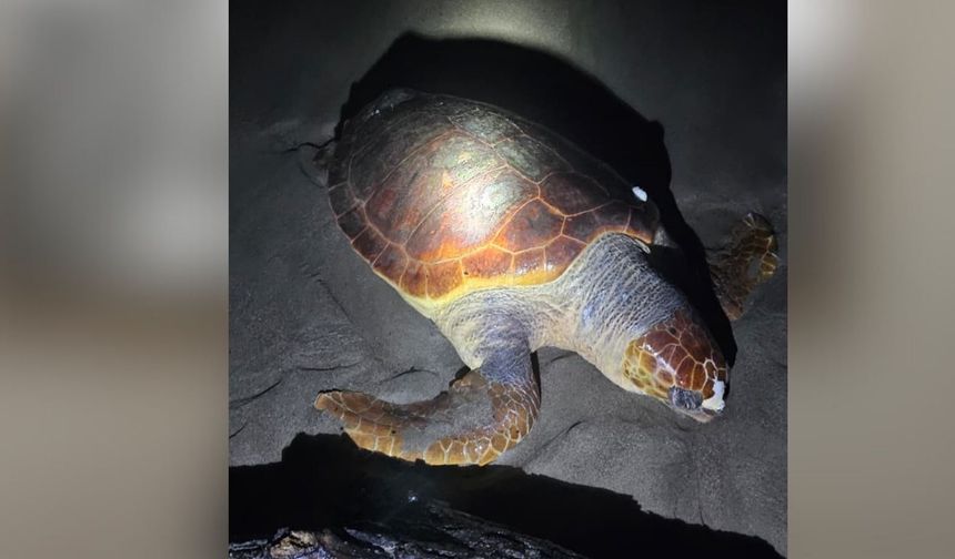 Sahilde ölü bulundu