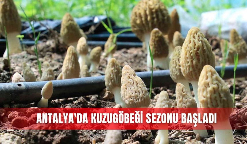 Bin 800 rakımlı dağlardan toplanıp kilosu bin 500 liradan satılıyor