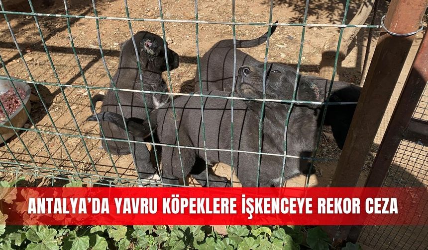 Antalya’da yavru köpeklere işkenceye rekor ceza