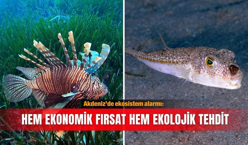 Akdeniz’de ekosistem alarmı: Hem ekonomik fırsat hem ekolojik tehdit