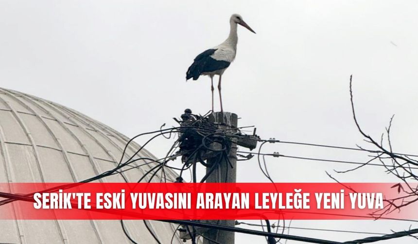 Serik'te eski yuvasını arayan leyleğe yeni yuva