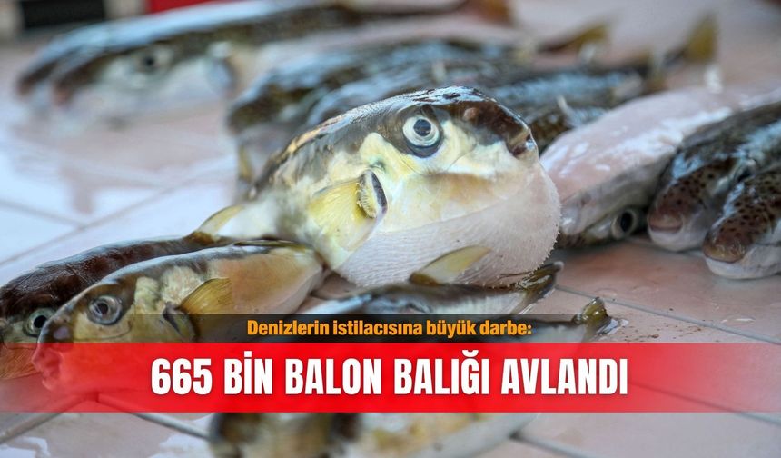 Denizlerin istilacısına büyük darbe: 665 bin balon balığı avlandı