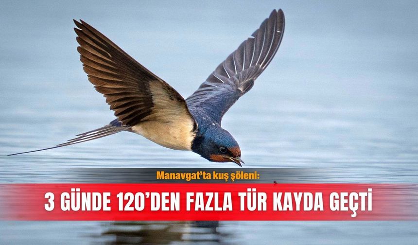 Manavgat’ta kuş şöleni: 3 günde 120’den fazla tür kayda geçti