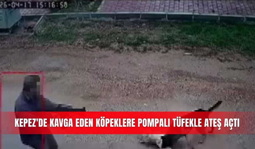Kepez'de kavga eden köpeklere pompalı tüfekle ateş açtı