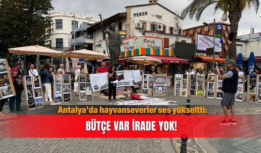 Antalya’da hayvanseverler ses yükseltti: Bütçe var irade yok!