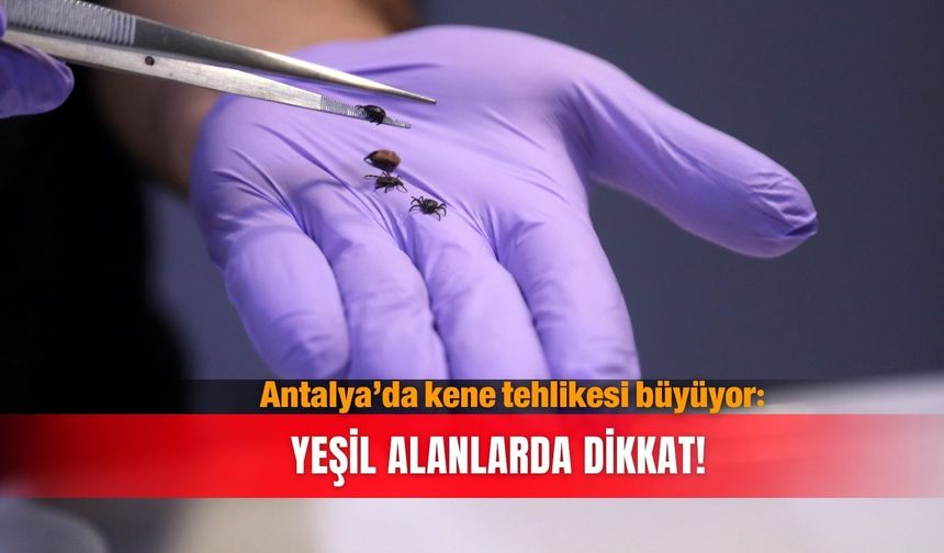 Antalya’da kene tehlikesi büyüyor: Yeşil alanlarda dikkat!