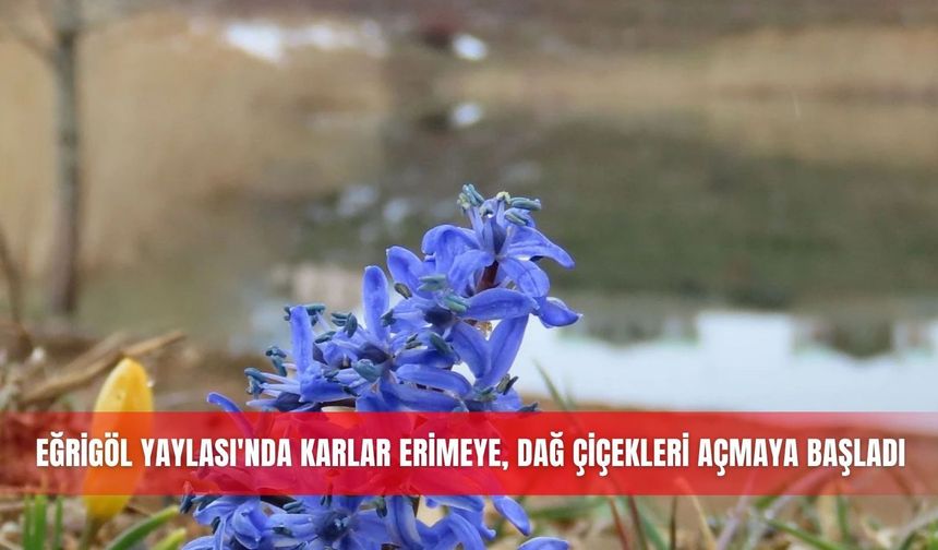 Eğrigöl Yaylası'nda karlar erimeye, dağ çiçekleri açmaya başladı