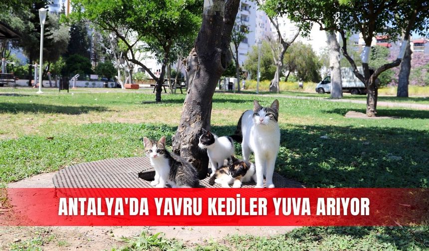 Antalya'da yavru kediler yuva arıyor