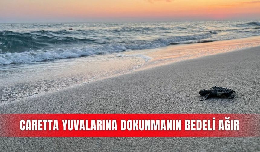 Caretta yuvalarına dokunmanın bedeli ağır