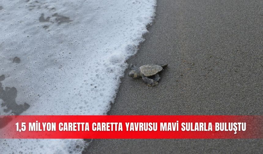 1,5 milyon caretta caretta yavrusu mavi sularla buluştu