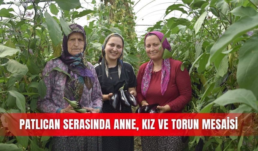 Patlıcan serasında anne, kız ve torun mesaisi