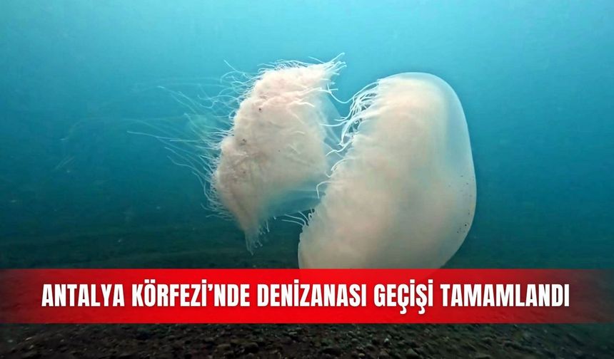 Antalya Körfezi’nde denizanası geçişi tamamlandı