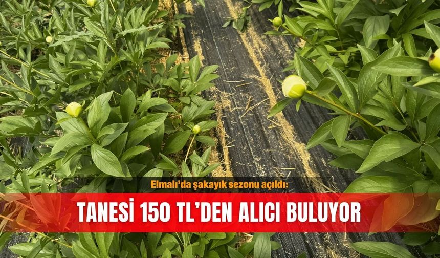 Elmalı’da şakayık sezonu açıldı: Tanesi 150 TL’den alıcı buluyor