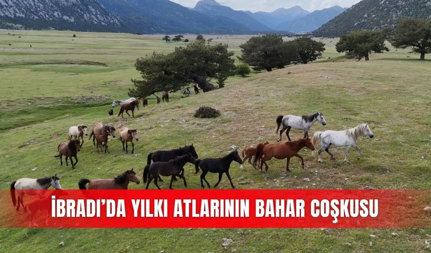 İbradı’da yılkı atlarının bahar coşkusu