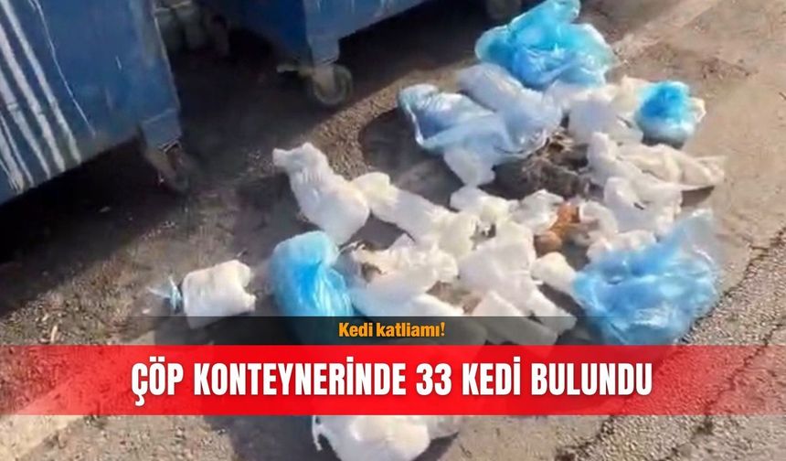 Kedi katliamı! Çöp konteynerinde 33 kedi bulundu