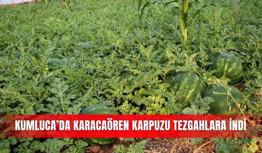Kumluca’da Karacaören karpuzu tezgahlara indi