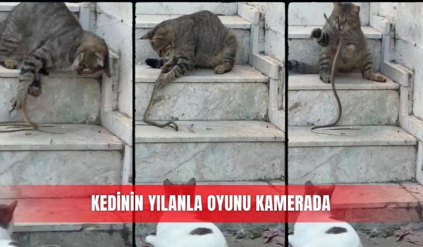 Kedinin yılanla oyunu kamerada