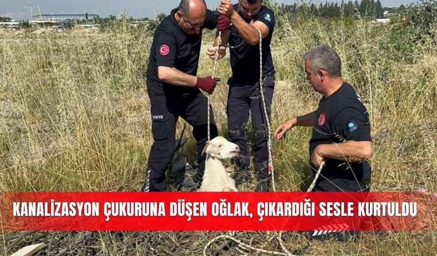 Kanalizasyon çukuruna düşen oğlak, çıkardığı sesle kurtuldu