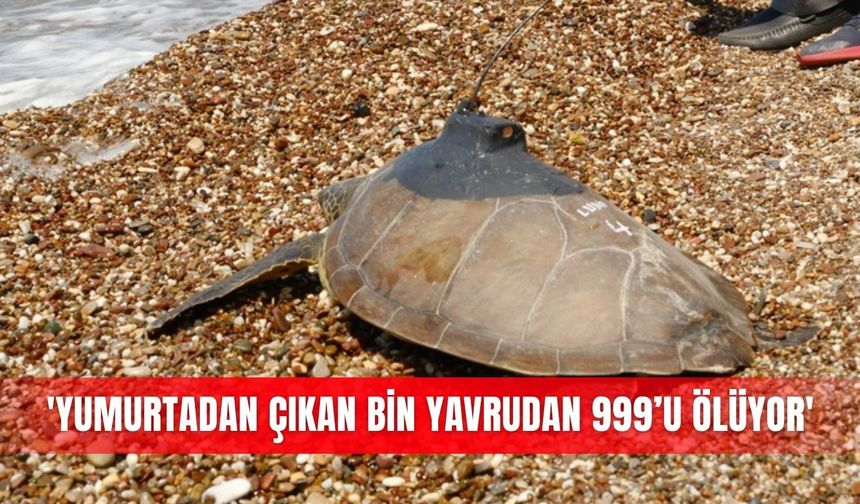 'Yumurtadan çıkan bin yavrudan 999’u ölüyor'
