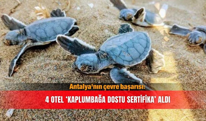 Antalya'nın çevre başarısı: 4 otel ‘Kaplumbağa Dostu Sertifika’ aldı