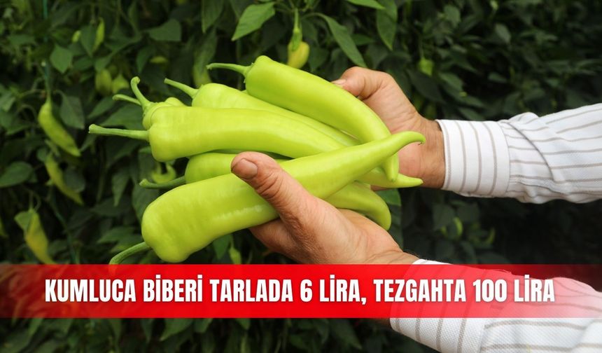 Kumluca biberi tarlada 6 lira, tezgahta 100 lira