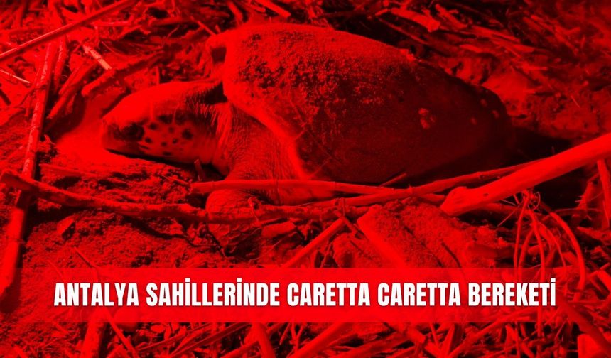 Antalya sahillerinde caretta caretta bereketi
