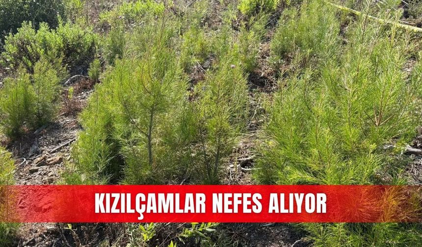 Kızılçamlar nefes alıyor