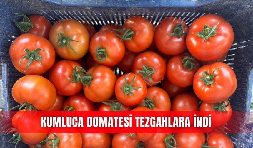 Kumluca domatesi tezgahlara indi