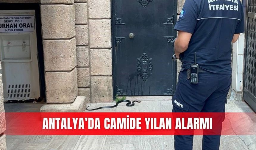 Antalya’da camide yılan alarmı
