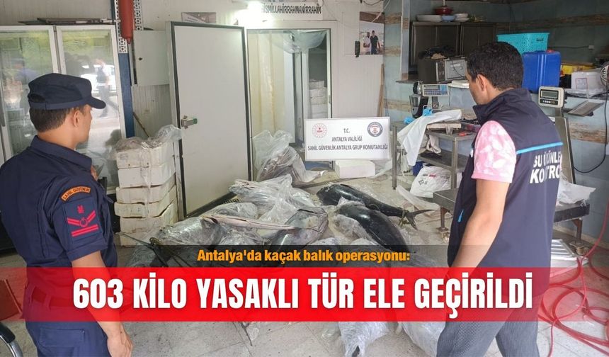 Antalya'da kaçak balık operasyonu: 603 kilo yasaklı tür ele geçirildi