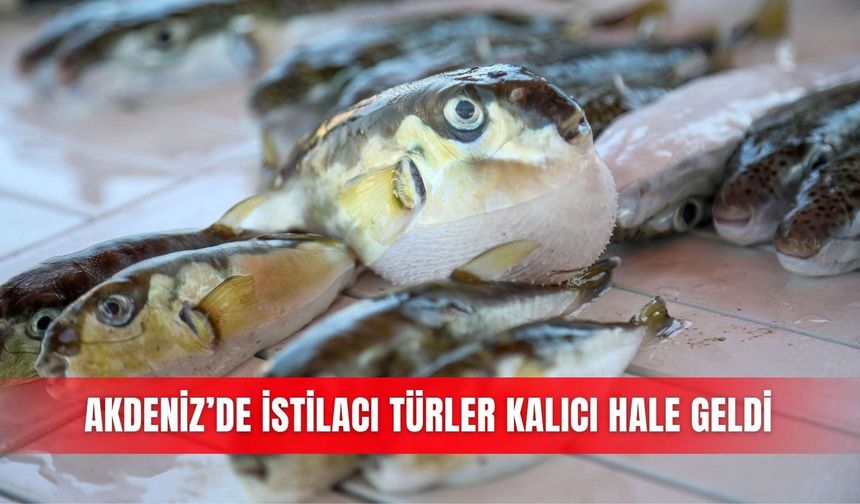 Akdeniz’de istilacı türler kalıcı hale geldi