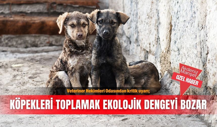 Veteriner Hekimleri Odasından kritik uyarı; Köpekleri toplamak ekolojik dengeyi bozar