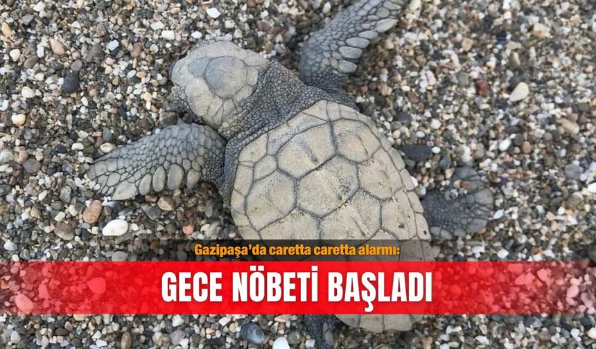 Gazipaşa’da caretta caretta alarmı: Gece nöbeti başladı
