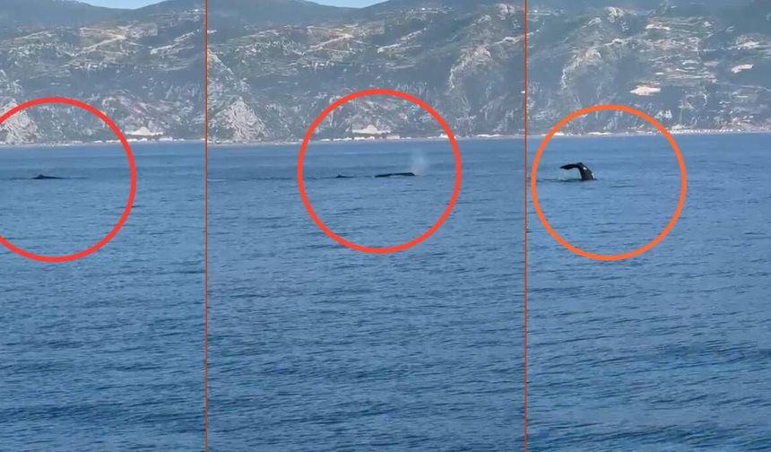 Akdeniz açıklarında görüntülenen balina heyecanlandırdı