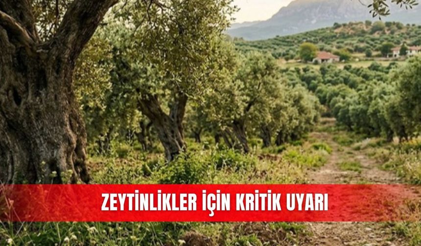 Zeytinlikler için kritik uyarı