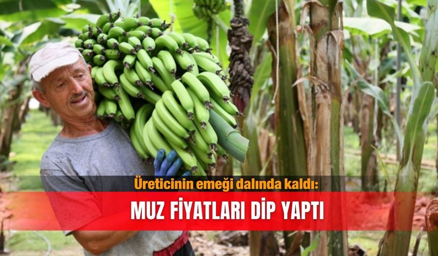 Üreticinin emeği dalında kaldı: Muz fiyatları dip yaptı