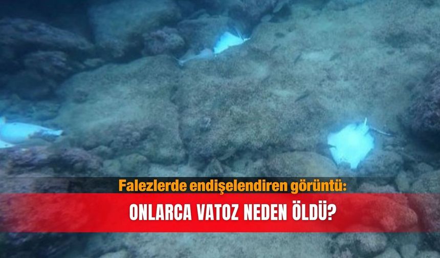 Falezlerde endişelendiren görüntü: Onlarca vatoz neden öldü?