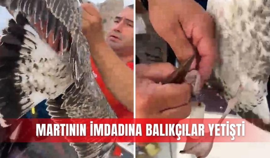Martının imdadına balıkçılar yetişti