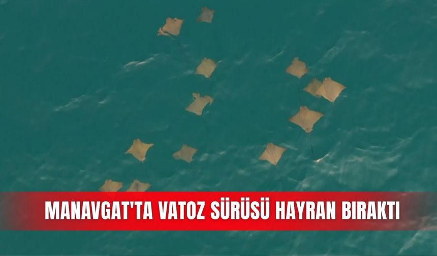 Manavgat'ta vatoz sürüsü hayran bıraktı