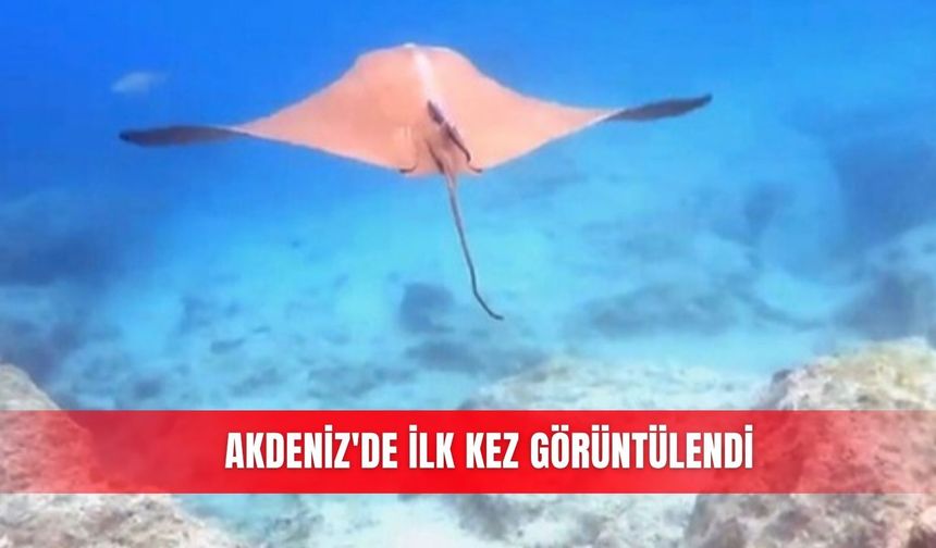 Akdeniz'de ilk kez görüntülendi