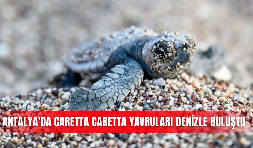 Antalya'da caretta caretta yavruları denizle buluştu