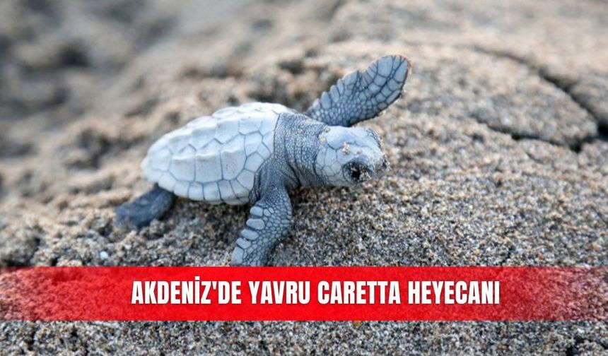 Akdeniz'de yavru caretta heyecanı