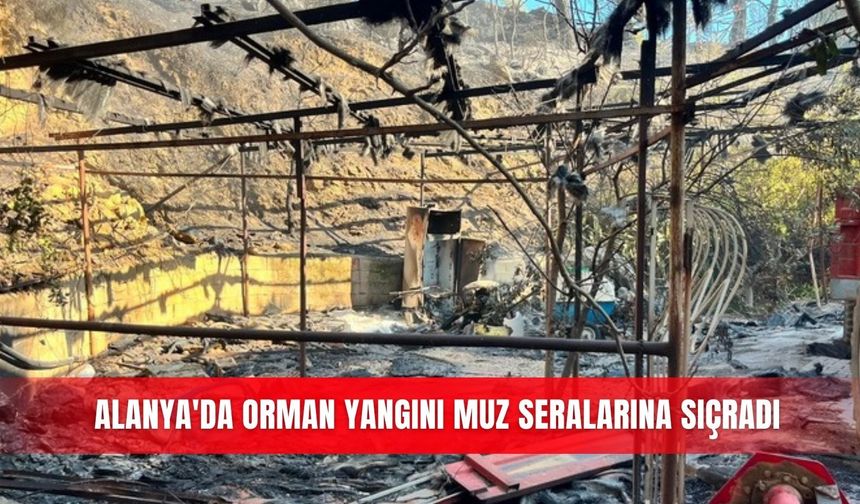Alanya'da orman yangını muz seralarına sıçradı