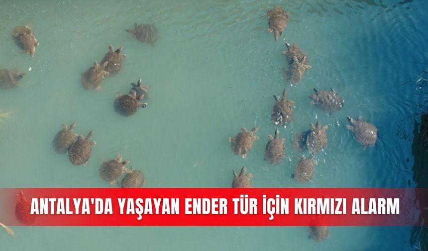 Antalya'da yaşayan ender tür için kırmızı alarm