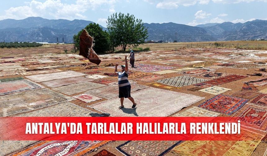 Antalya'da tarlalar halılarla renklendi