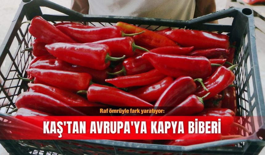 Raf ömrüyle fark yaratıyor: Kaş'tan Avrupa'ya kapya biberi